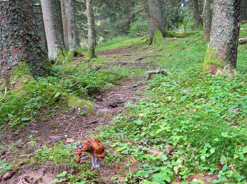 La foresta subalpina di Les breuleux  (CH)